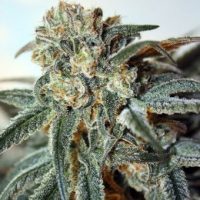 Zombie Kush Feminised Seeds - 1