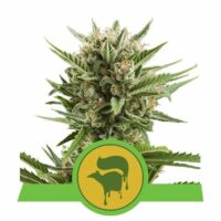 Sweet Skunk Auto Feminised Seeds - 1