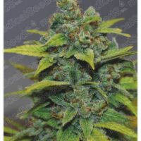 Banana Zkittlez Feminised Seeds - 10