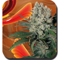 Syrup Auto Feminised Seeds - 10