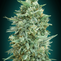 Northern Lights XXL Auto Feminised Seeds - 3