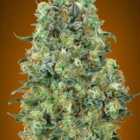 Critical Mass Feminised Seeds - 1