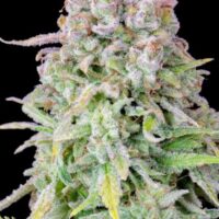 Original Afghan Kush Auto Feminised Seeds - 1