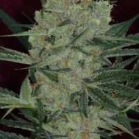 Cheese Quake Regular Seeds - 5