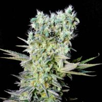 Northern Lights X Feminised Seeds - 1