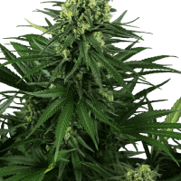 Honey Melon Kush Feminised Seeds - 3