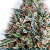 Critical 47 CBD Feminised Seeds - 3