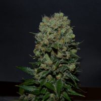 Kalashnikov Express Feminised Seeds - 3