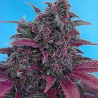 Dark Devil Auto Feminised Seeds - 3