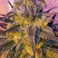 Sweet Peach Feminised Seeds - 3