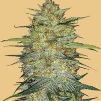 Original OG Kush Auto Feminised Seeds - 1