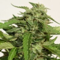 Cheese Exodus Feminised Seeds - 15
