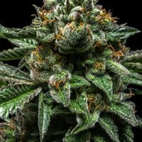 Chempie Feminised Seeds - 1