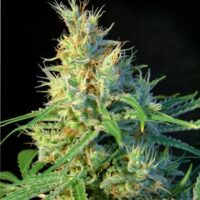 Psicodelicia Feminised Seeds - 3