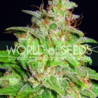 Mazar x White Rhino Feminised Seeds - 3