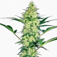 White Diesel Feminised Seeds - 3