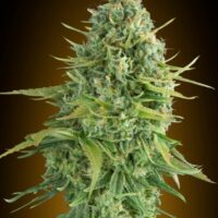 Do-Si-Dos Cookies Auto Feminised Seeds - 3