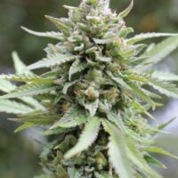 Lemongrass Feminised Seeds - 3