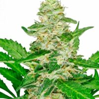 Super Skunk Auto Feminised Seeds - 5