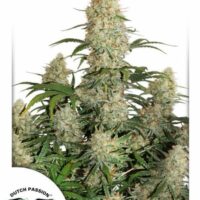 Critical Orange Punch Auto Feminised Seeds - 1