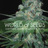 Ketama Feminised Seeds - 12