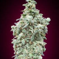 Cherry Pie Auto Feminised Seeds - 1