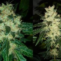 Sour P Feminised Seeds - 3