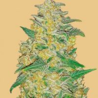 Original AK Auto Feminised Seeds - 1