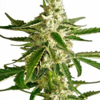 White Diesel Haze Auto Feminised Seeds - 3