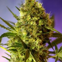 Big Devil Auto Feminised Seeds - 3