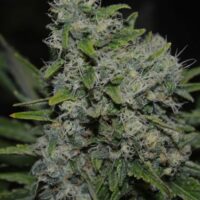 Black Zombie Feminised Seeds - 3
