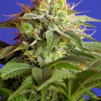 Green Poison Feminised Seeds - 3