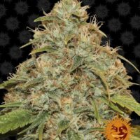 Lemon Potion CBD Auto Feminised Seeds - 1