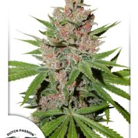 Passion Fruit Feminised Seeds - 3