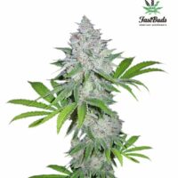 Californian Snow Auto Feminised Seeds - 1