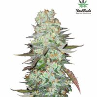 G14 Auto Feminised Seeds - 1