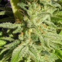 Orient Express Feminised Seeds - 1