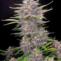 Banana Purple Punch Auto Feminised Seeds - 1