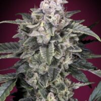 Slurricane Feminised Seeds - 1