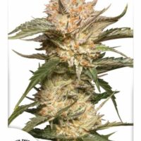 Trichome & Cream Auto Feminised Seeds - 1