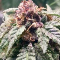 Sangria Regular Seeds - 5
