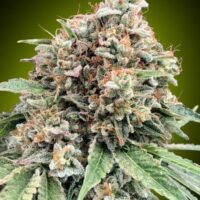 Sweet Critical 2.0 Feminised Seeds - 3