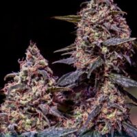 Somango #47 Feminised Seeds - 3