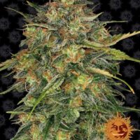 Cheese Feminised Seeds - 1
