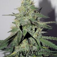 Chemdogging Auto Feminised Seeds - 3