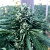 Cinnamon Buddha OG Feminised Seeds - 3