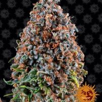 Critical Kush Feminised Seeds - 1