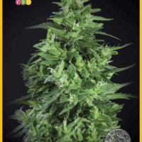 Llimonet Haze Ultra CBD Feminised Seeds - 3
