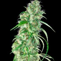 Ethiopia x Malawi Regular Seeds - 5