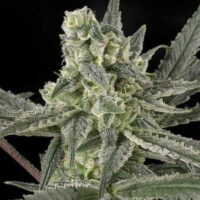 Old School Feminised Seeds - 1